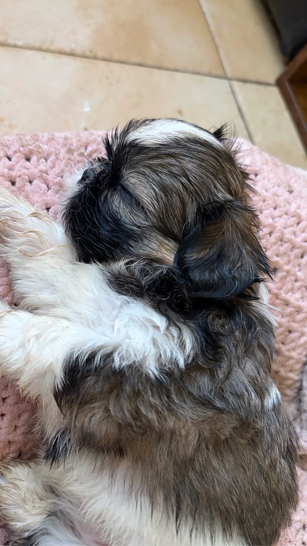 shihtzu, rasa pura