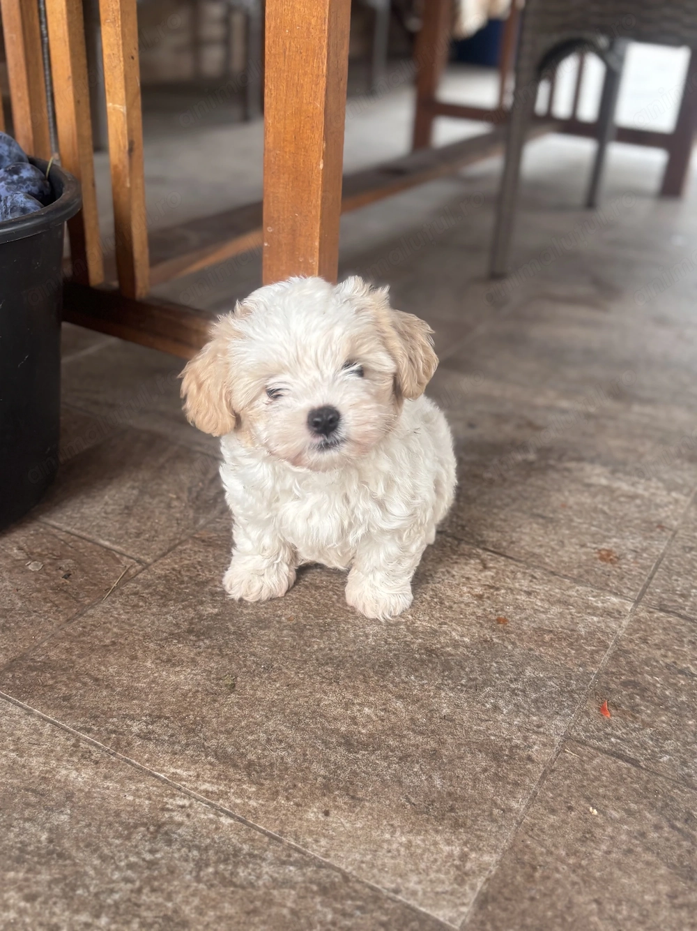 Vând pui de bichon