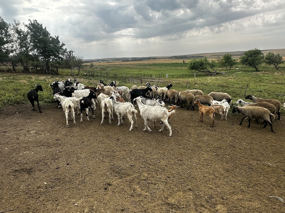 Vând 30 capre și 15 oi urgent 
