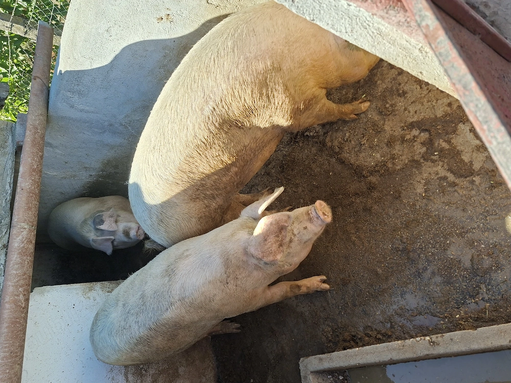 Vând porci grasi