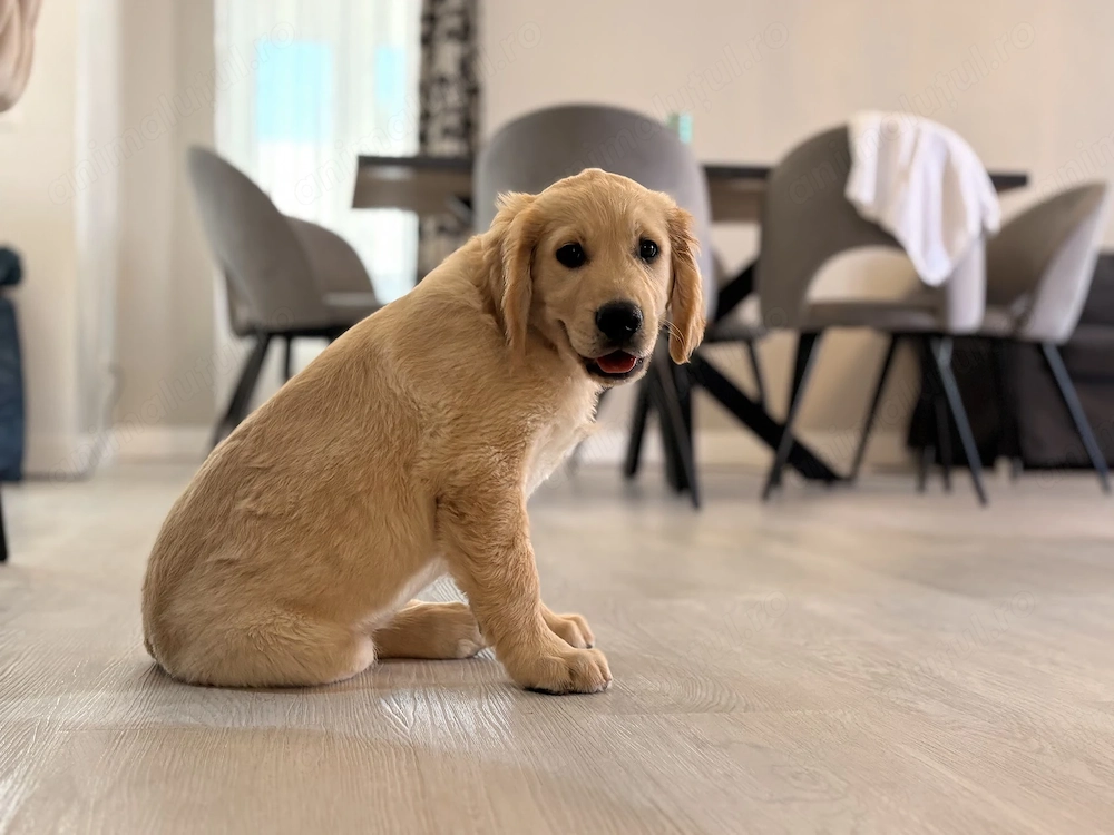 Pui Golden Retriever