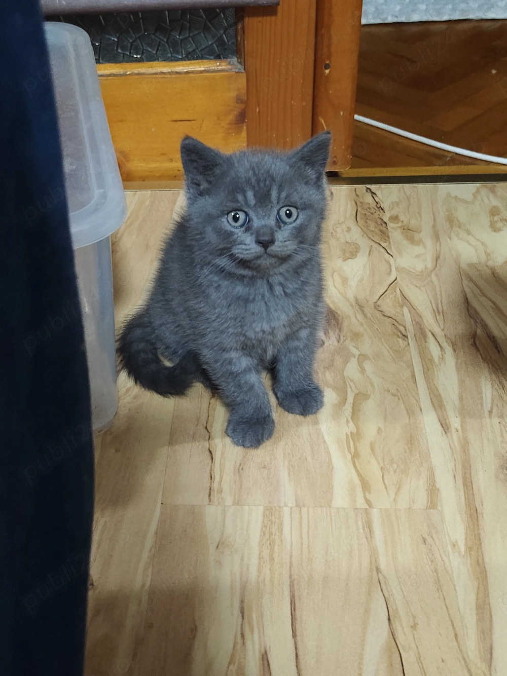 De vânzare.. doi pui de british mascul și femelă! 