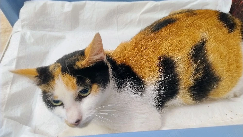 pisica Calico pt.adoptie.