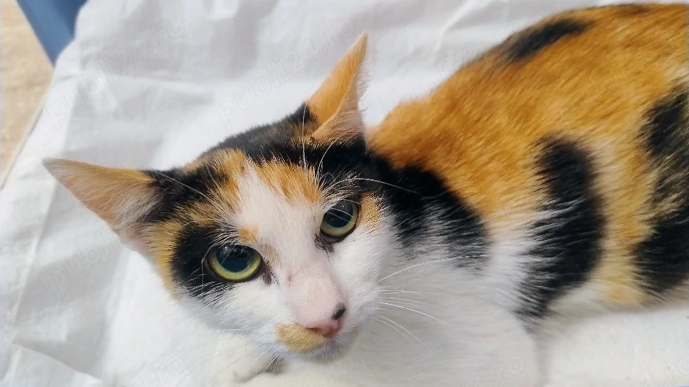 Pisica Calico pt. adoptie