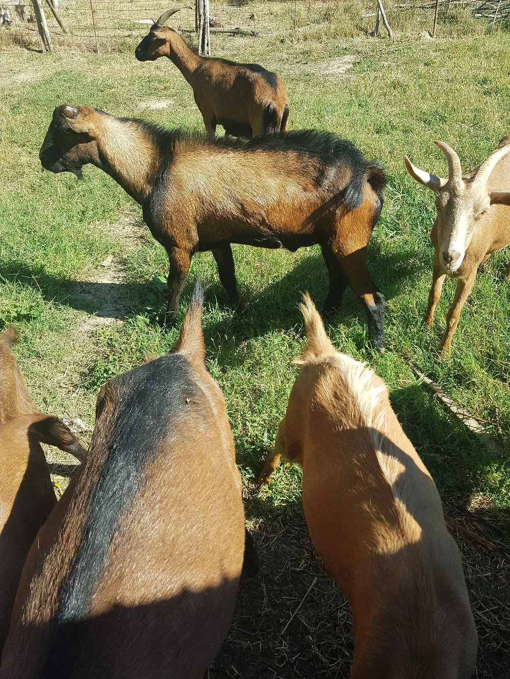 Tap de vanzare