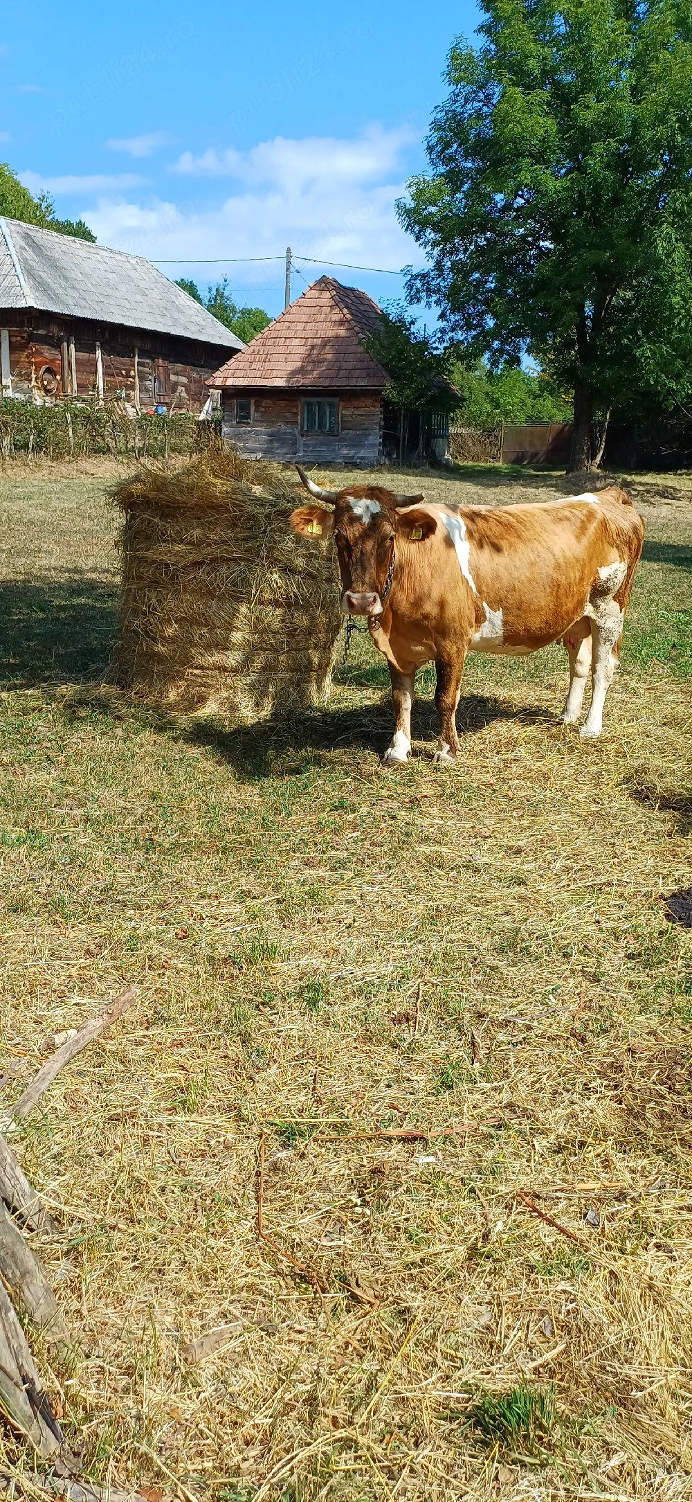 Vând vaca bălțată