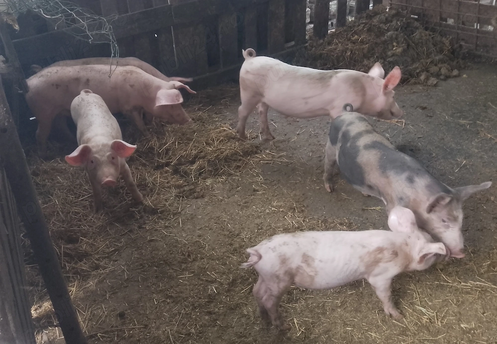 Porci de vanzare