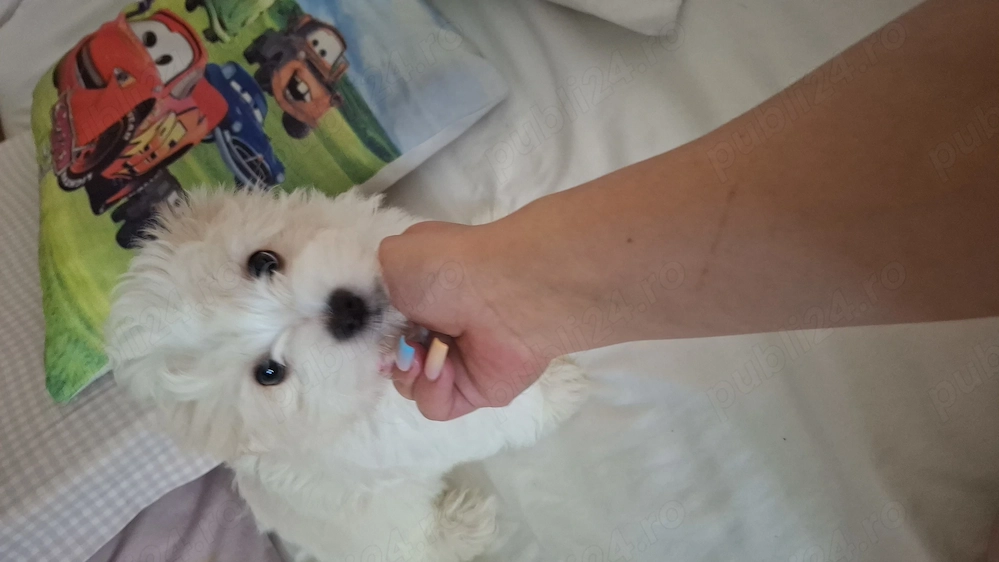 Cățel de vânzare bichon. 