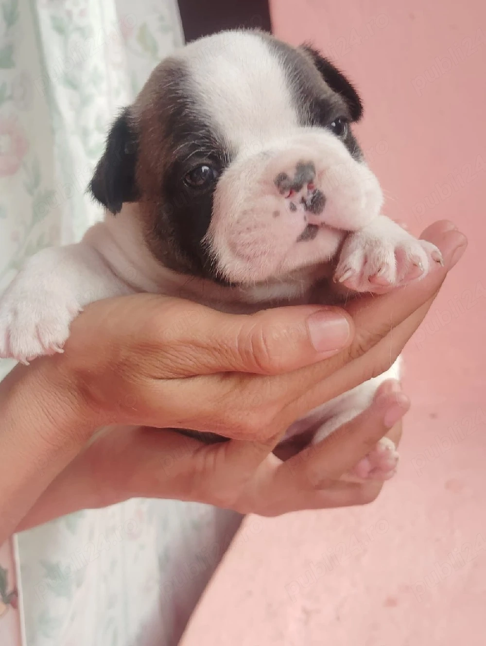 Puii buldog francez 