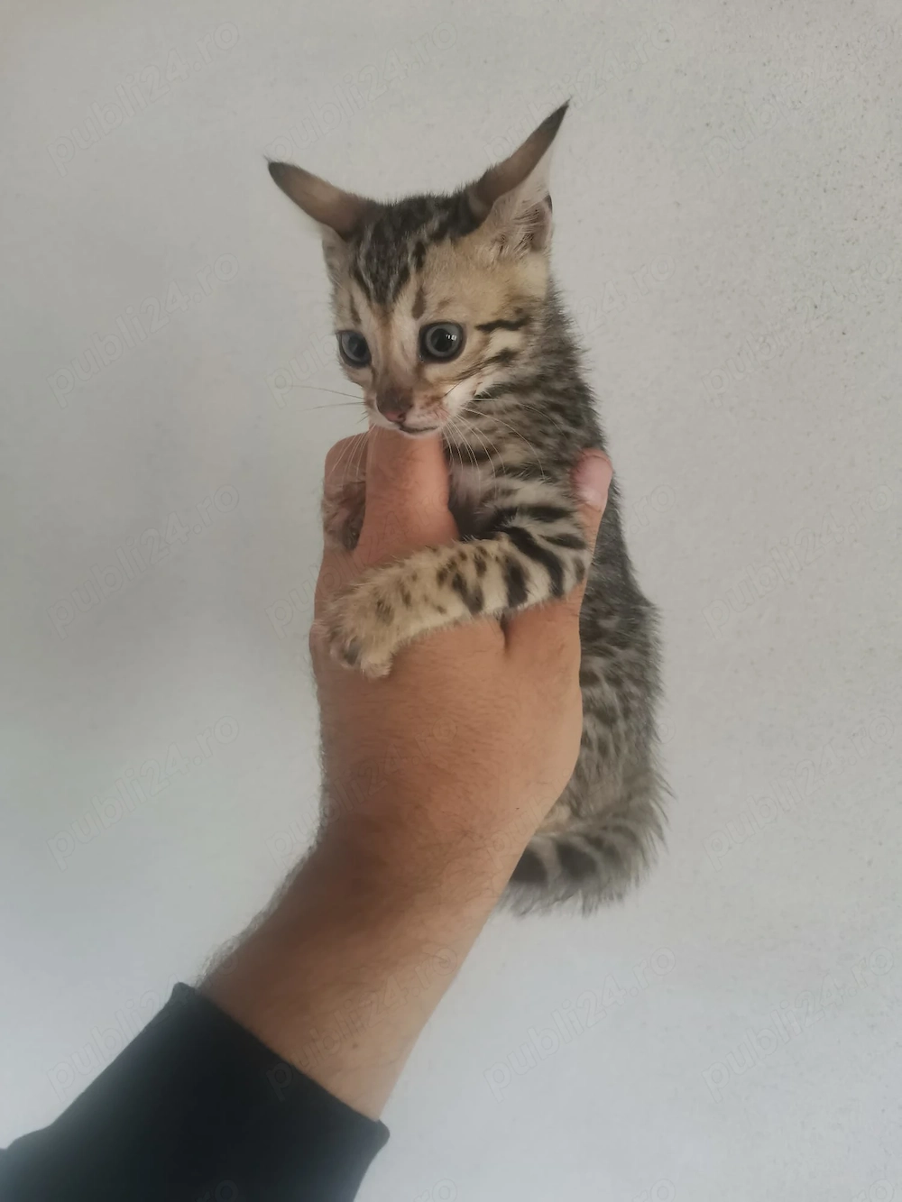puisor bengalez de rasa pura 