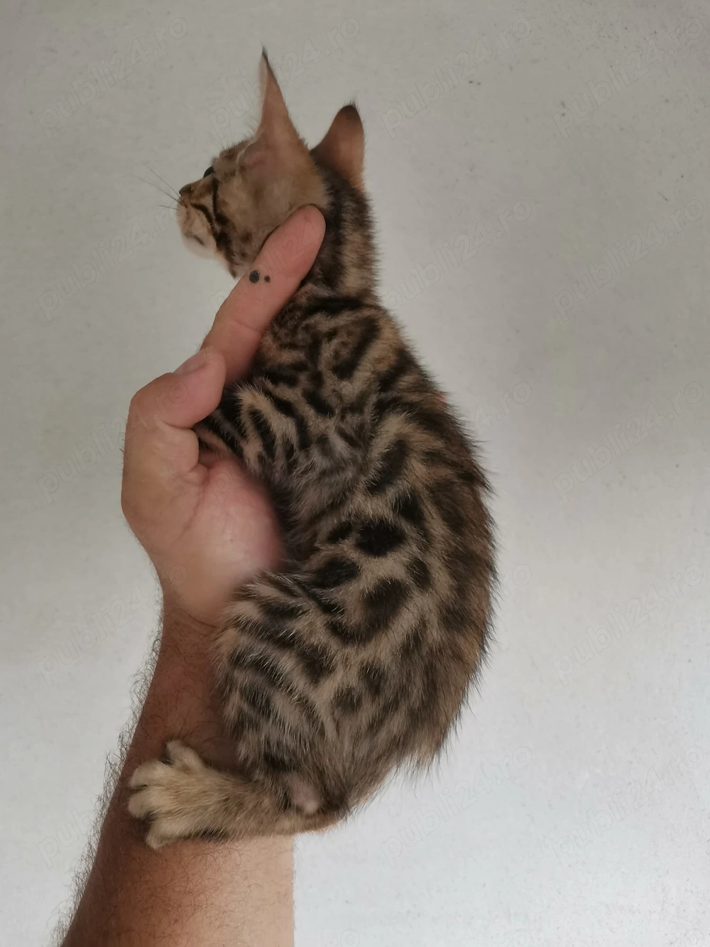 fetita deosebita de bengalez 