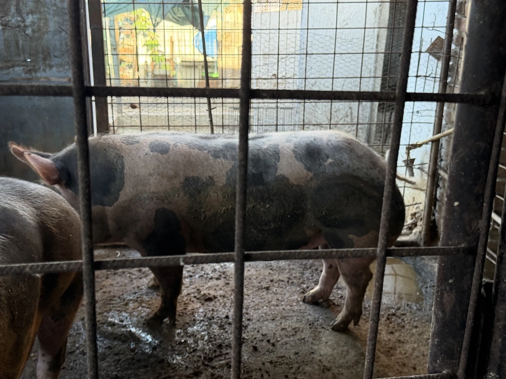 Porc Crăciun de vânzare 