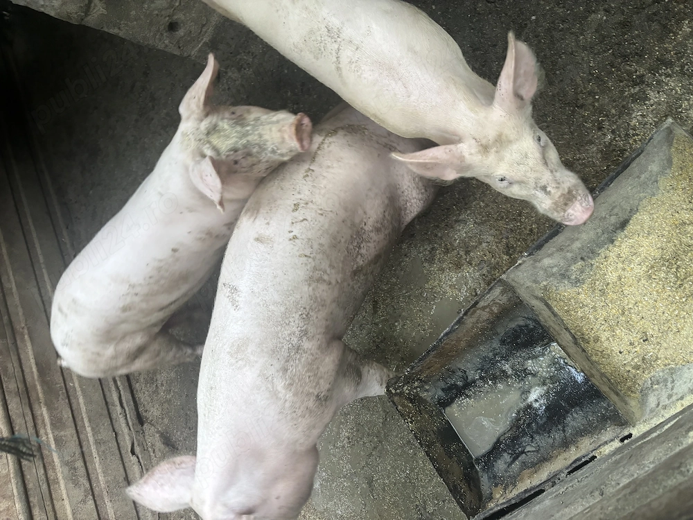 Vând porci de la 50 de kg 