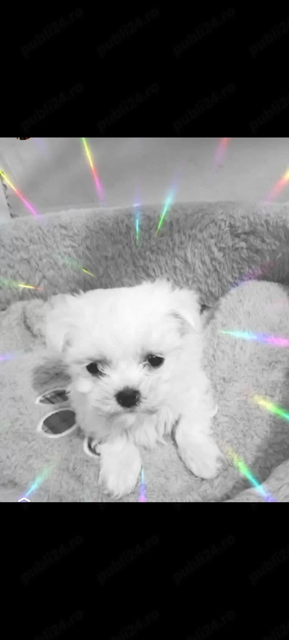 Fetita bichon maltez  mini toy 