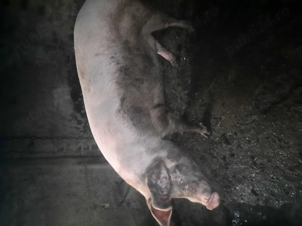 Porc de vinzare 