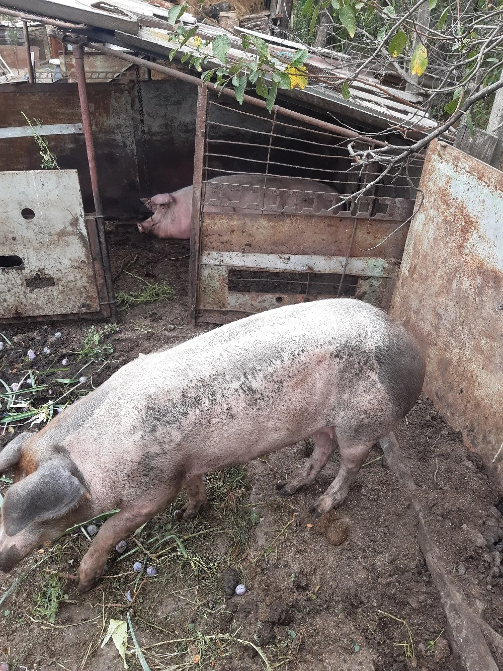 Porc 130 kg