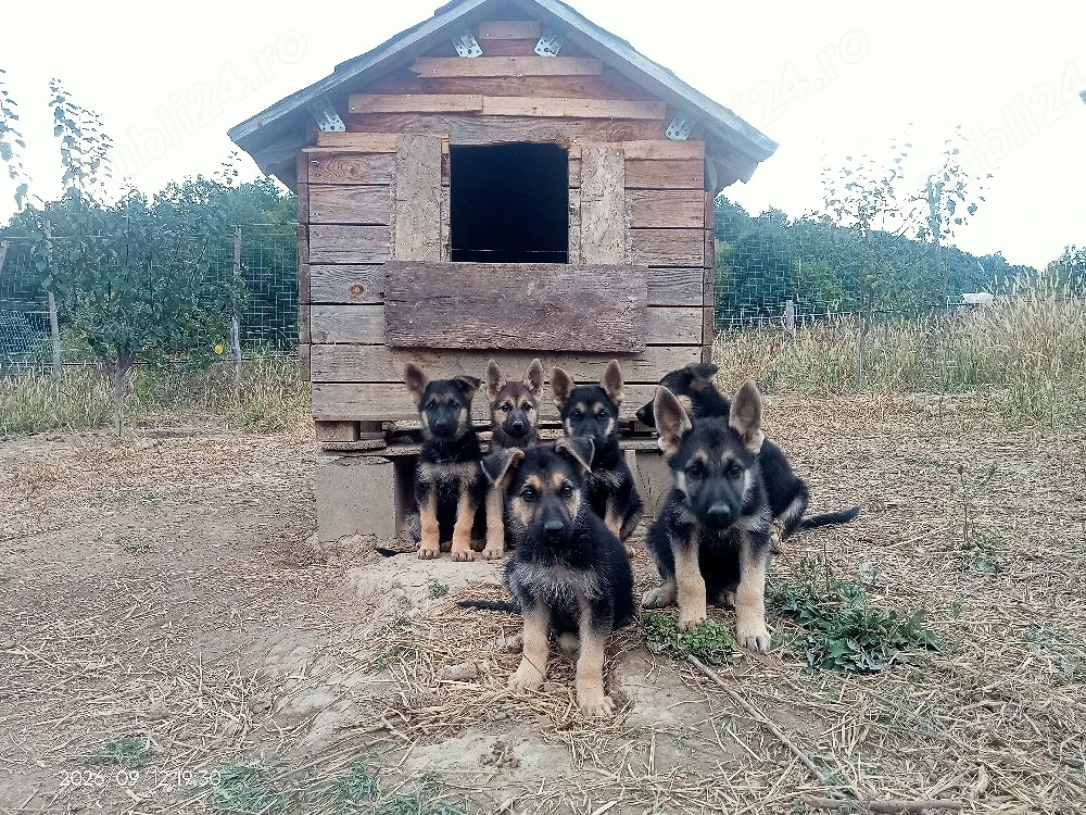 Catei Ciobanesc german 