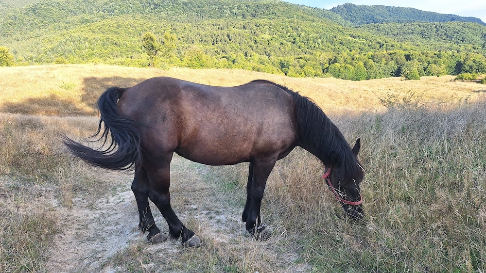 Pereche de iepe de vanzare! 