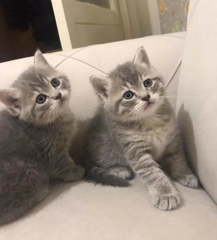british shorthair silver