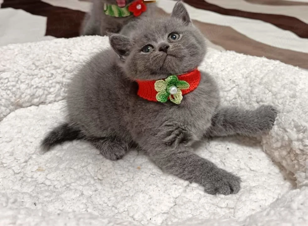 british shorthair