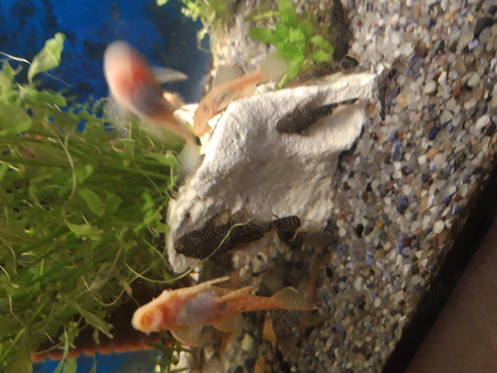 Pereche ancistrus de vanzare