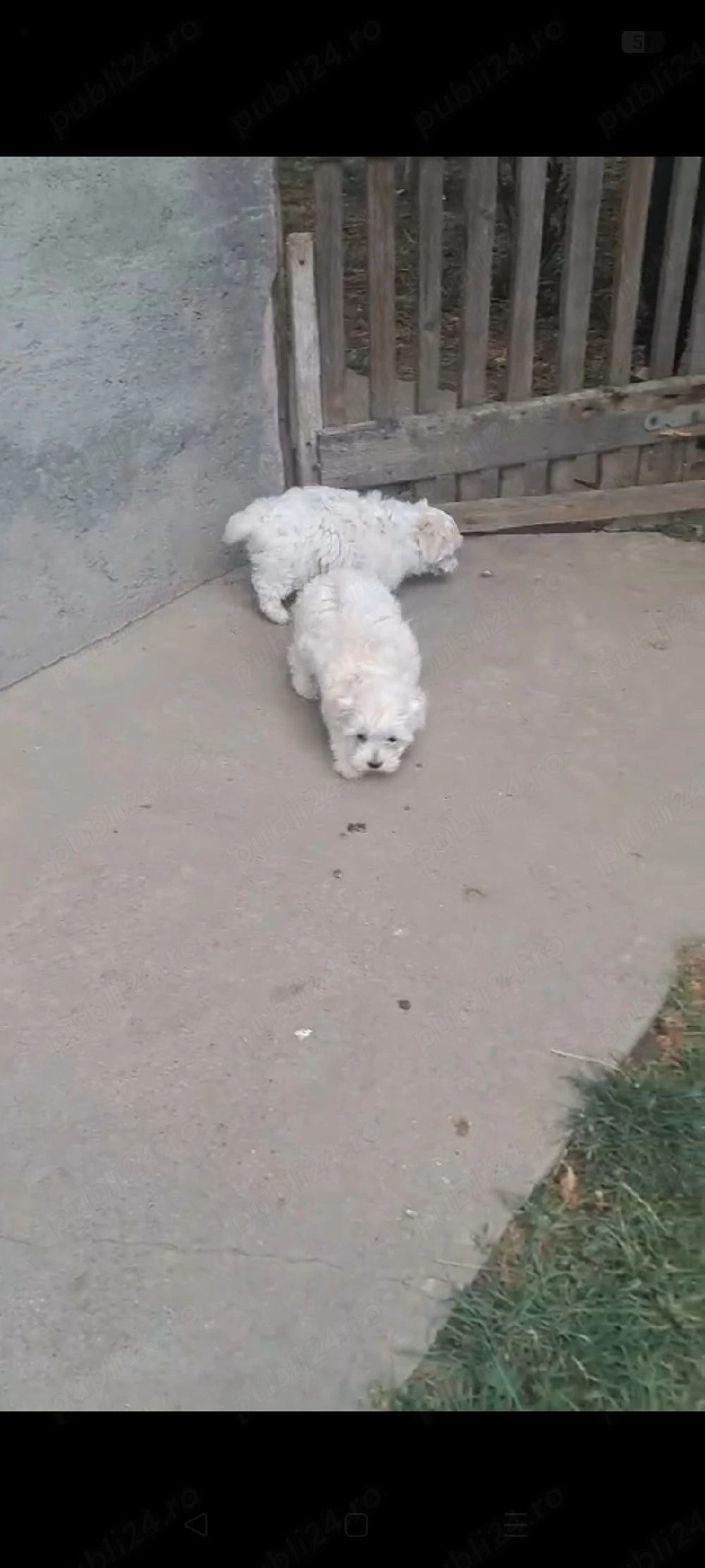 bichon maltez băiat 