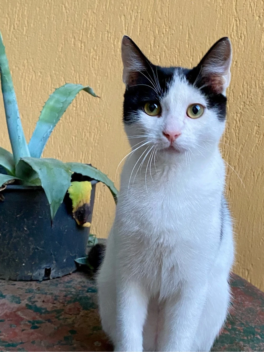 Adoptie motănel pui