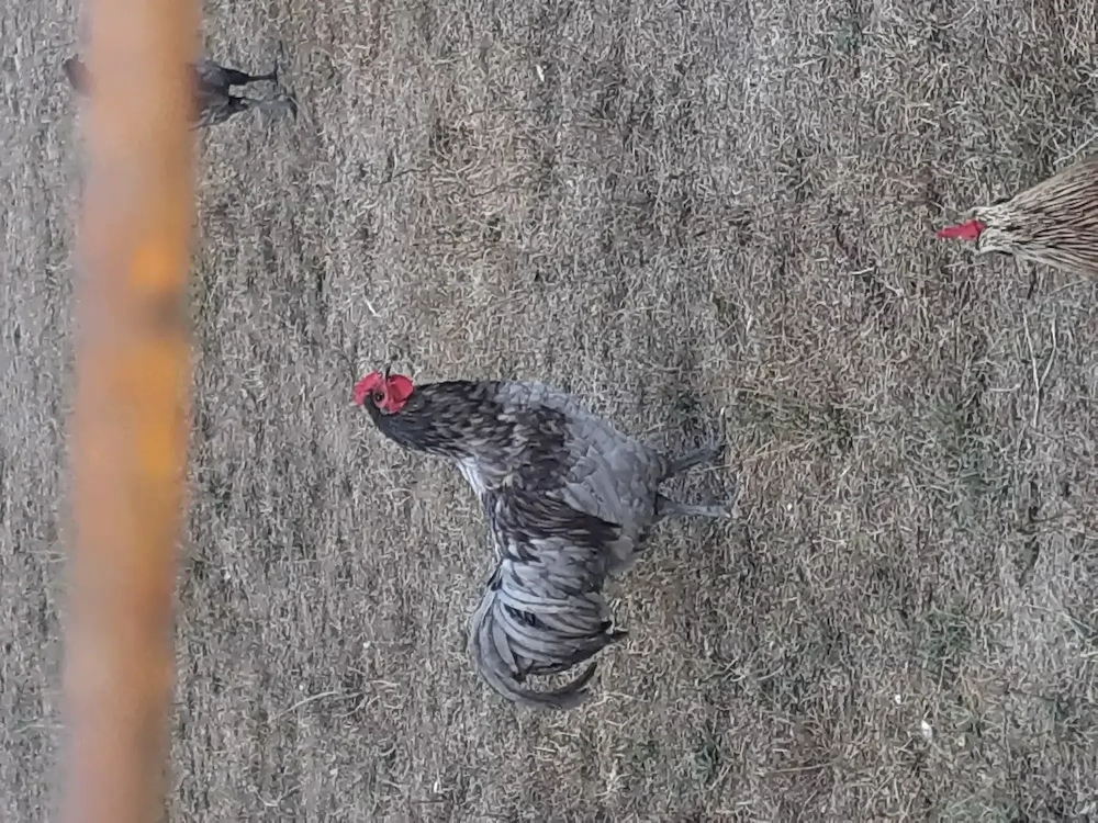 Vand cocos australorp