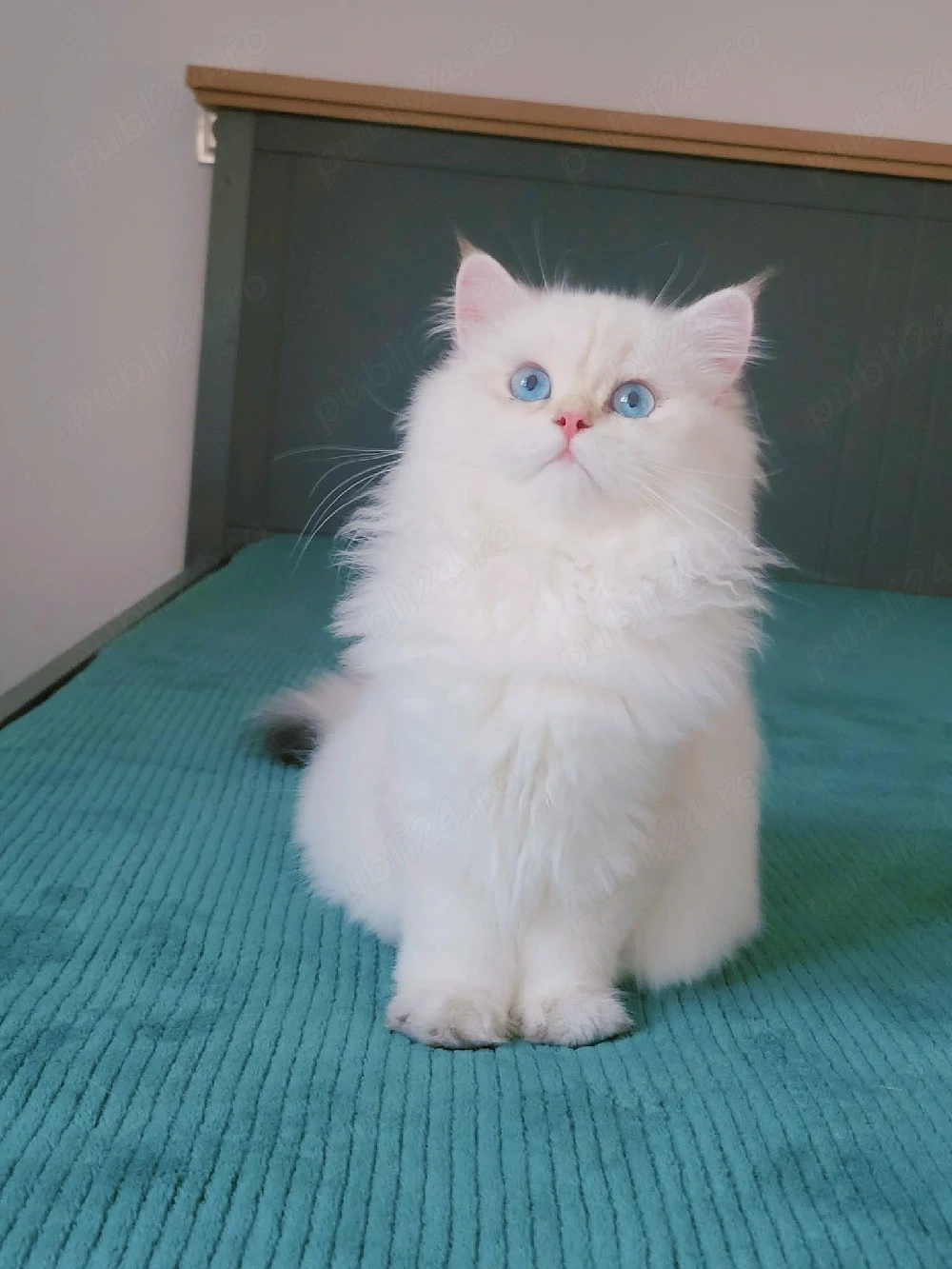 british longhair