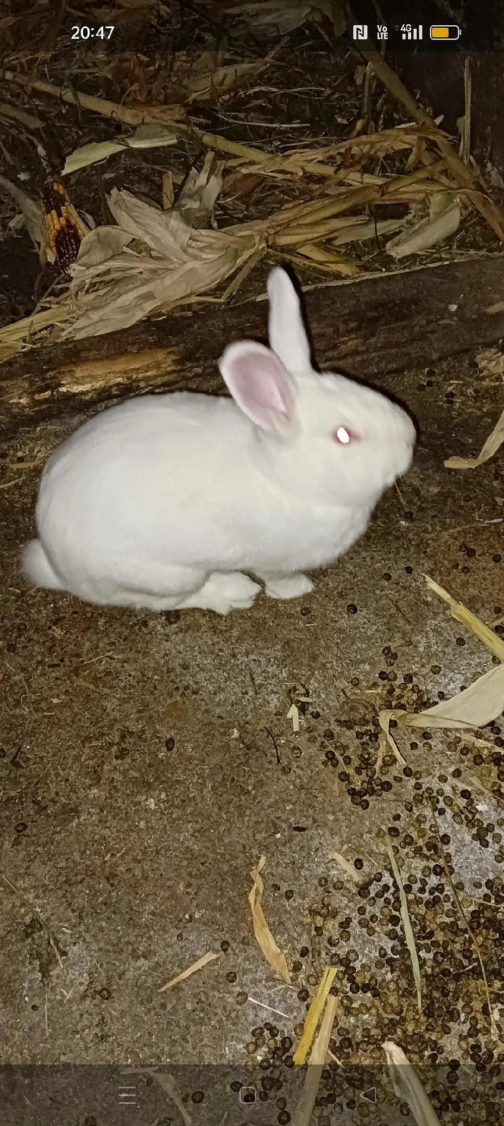 mascul de vânzare bun pentru monta 