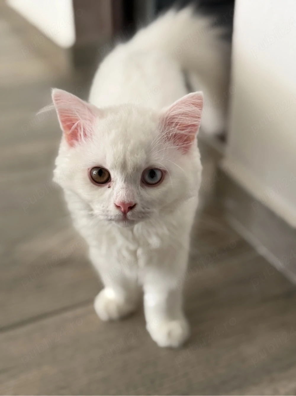 vand baietel british longhair