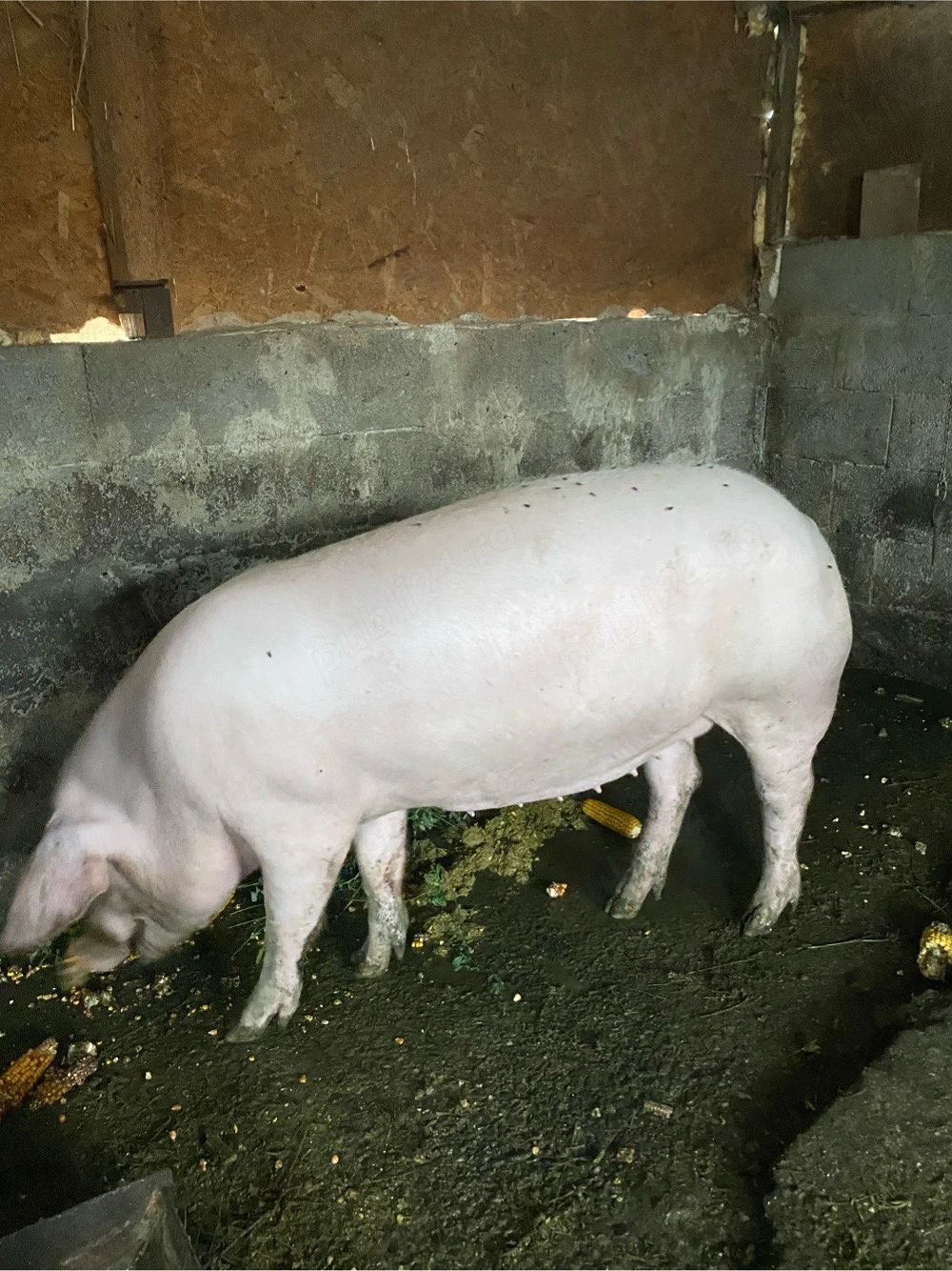 scrofiță de ținut 120-130 kg