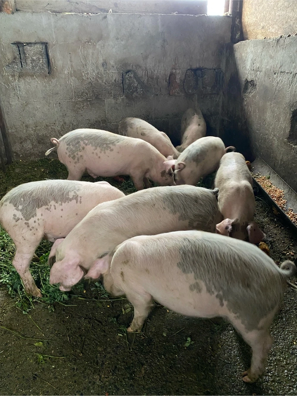 purcei de 9 saptamani