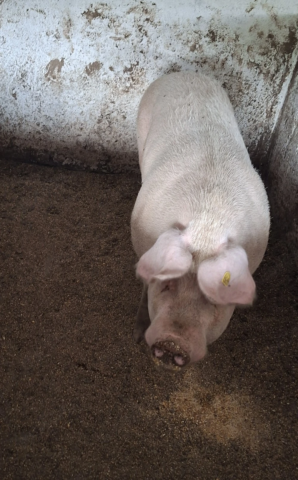 Porc 250 kg