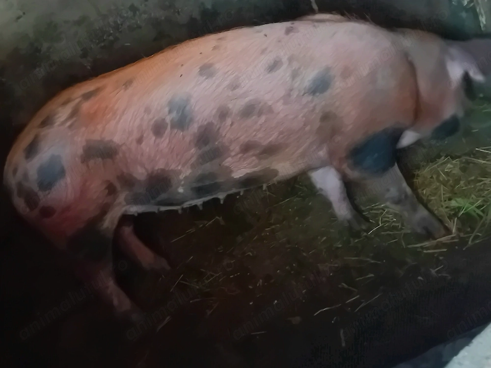 Vând scroafa Duroc pentru montă sau sacrificare
