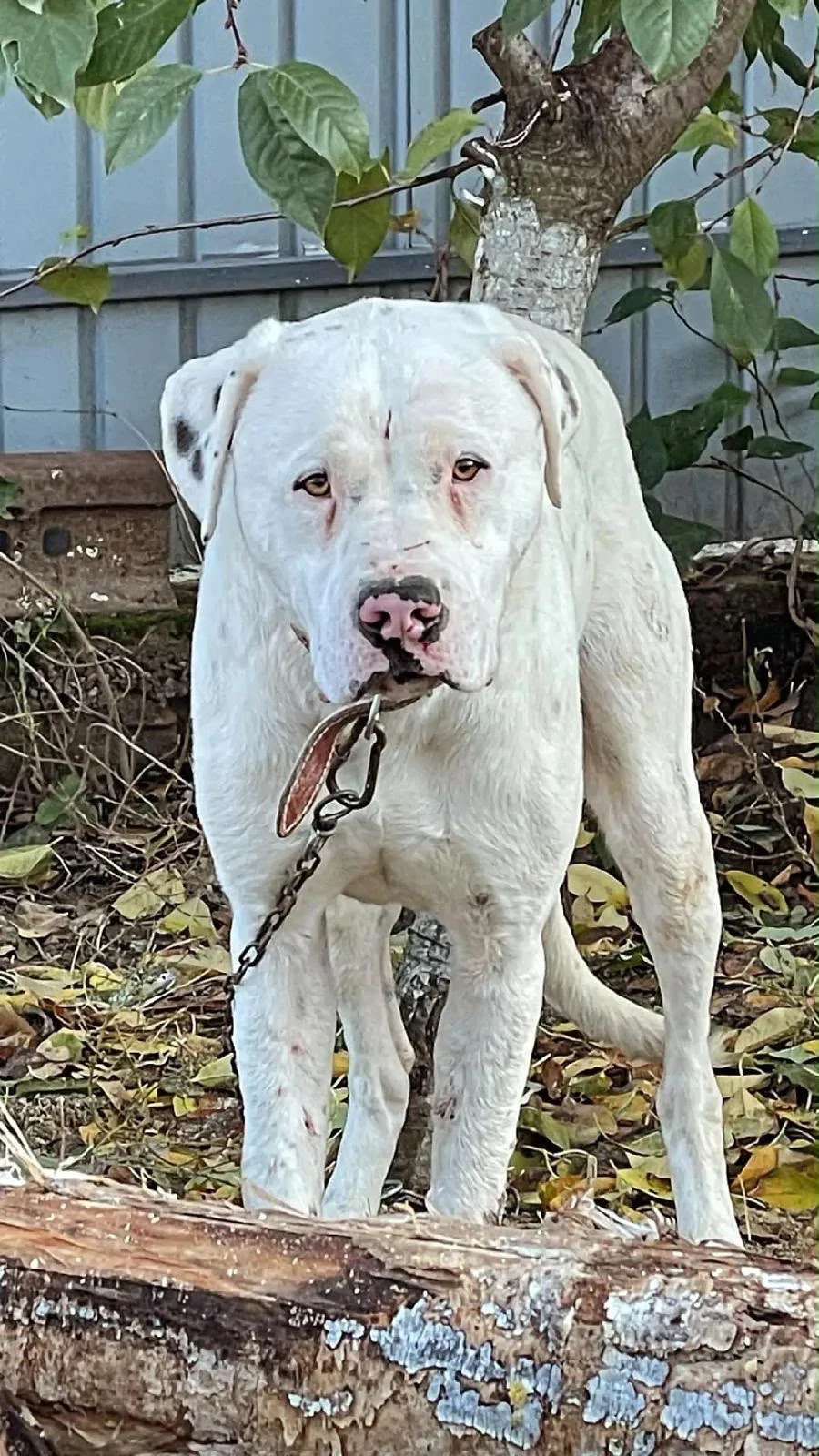 Vand pui din rasă Dog Argentinian