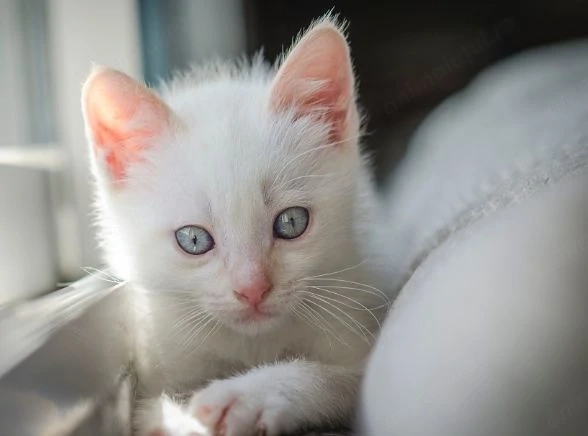 Angora turceasca 1000 lei 