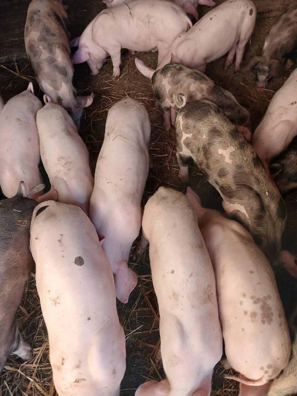 Vind purcei rasă de carne Marele Alb cu Pietrian