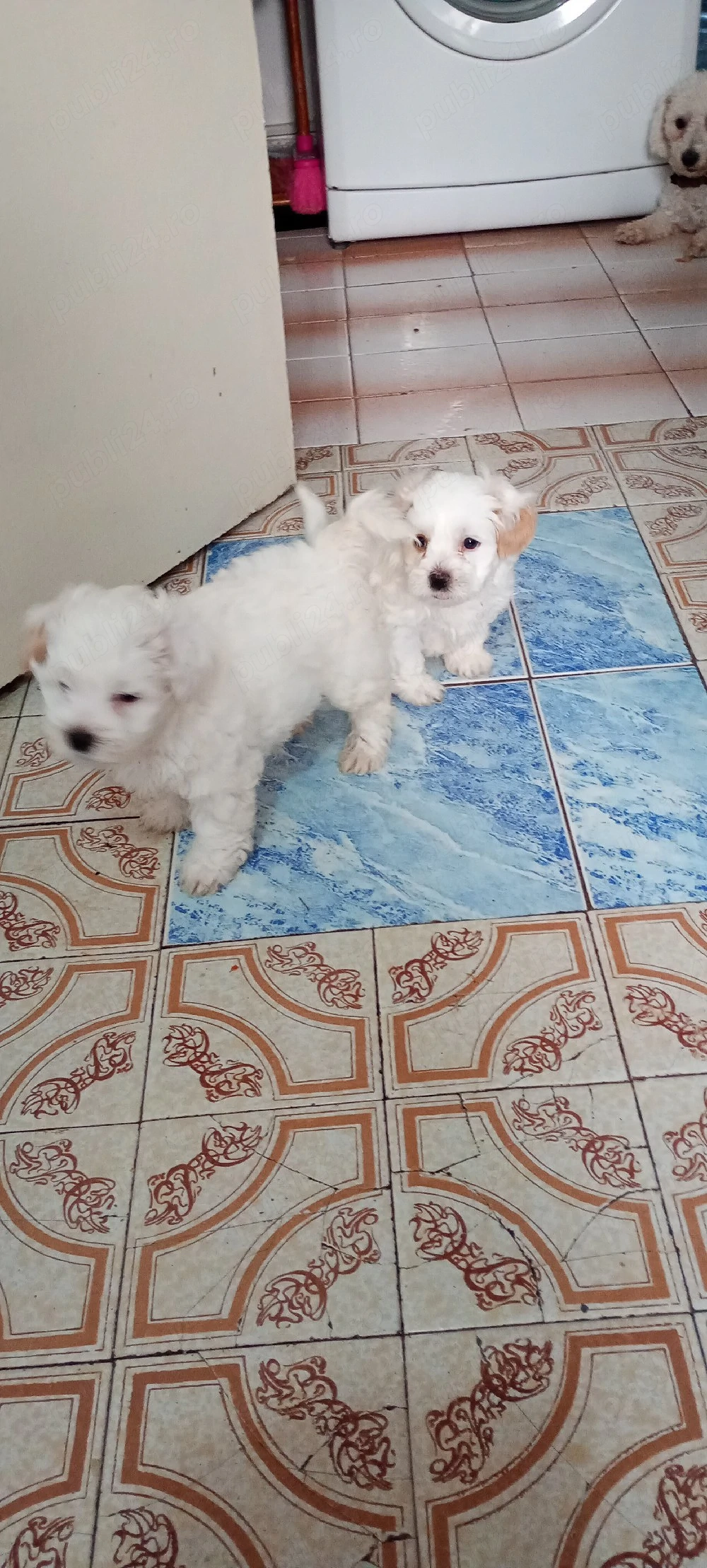 Bichoni maltez 
