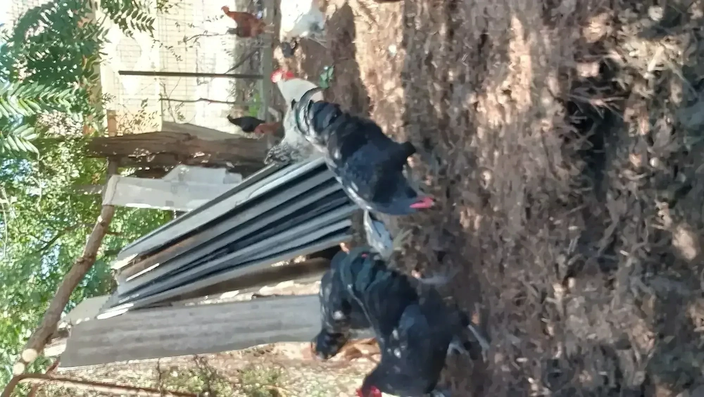 Vând cocoșii australorp sau schimb cu alte animale 