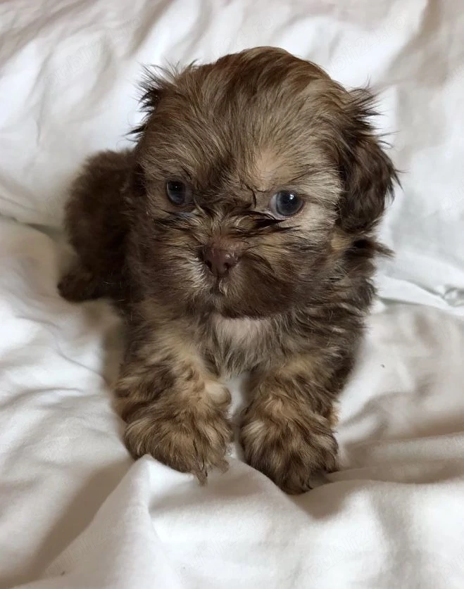 Bichon Havanez talie mica 