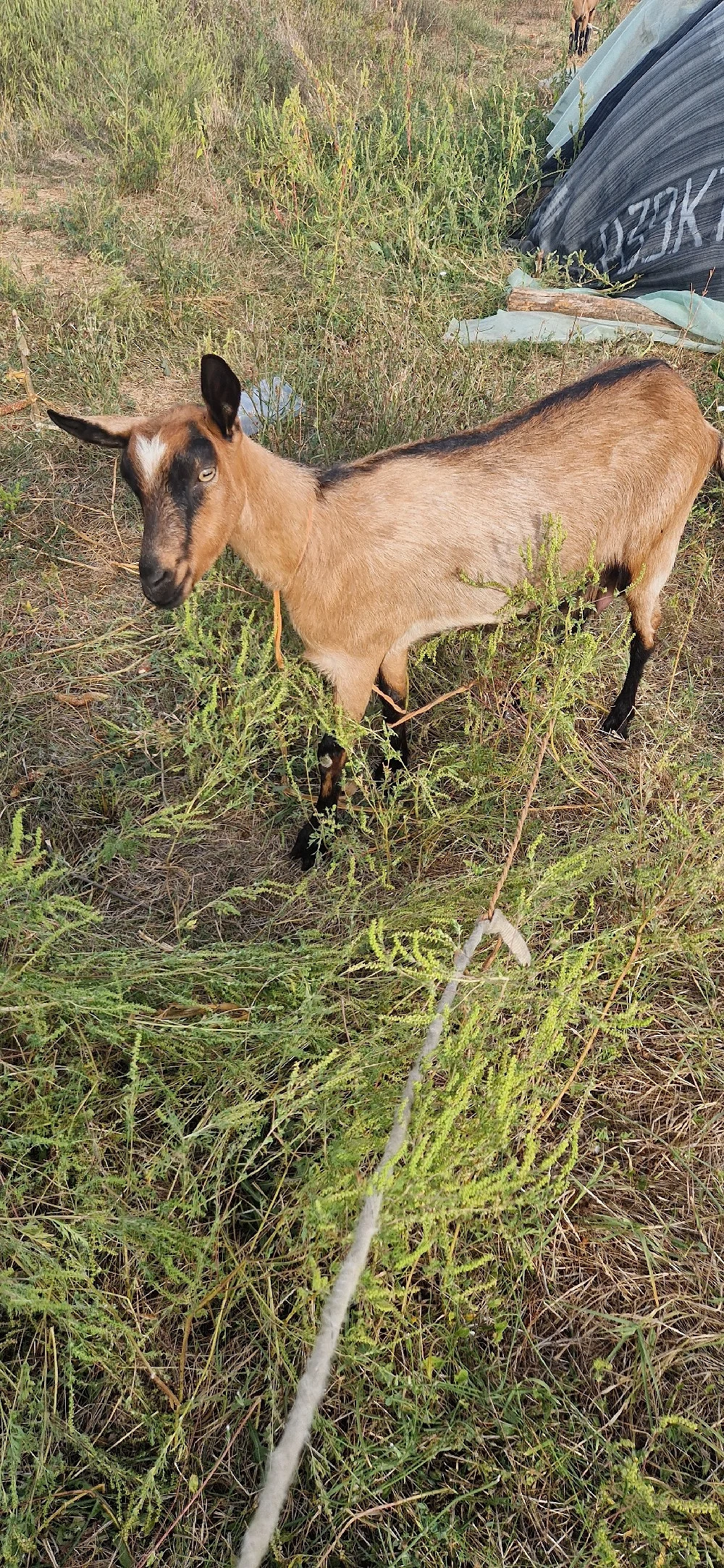 Capre de vanzare