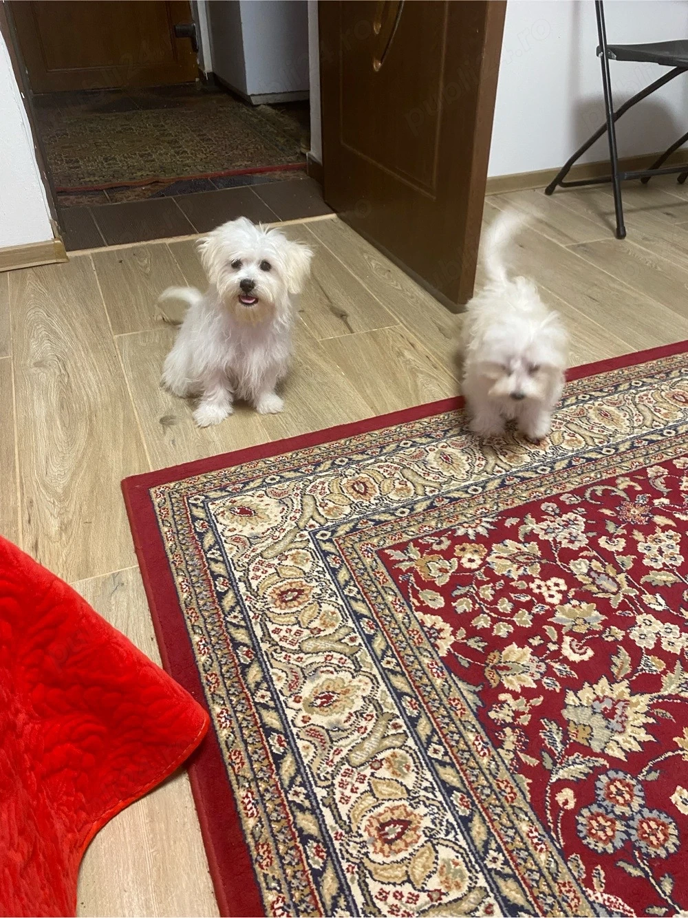 bichon maltez ,fetite