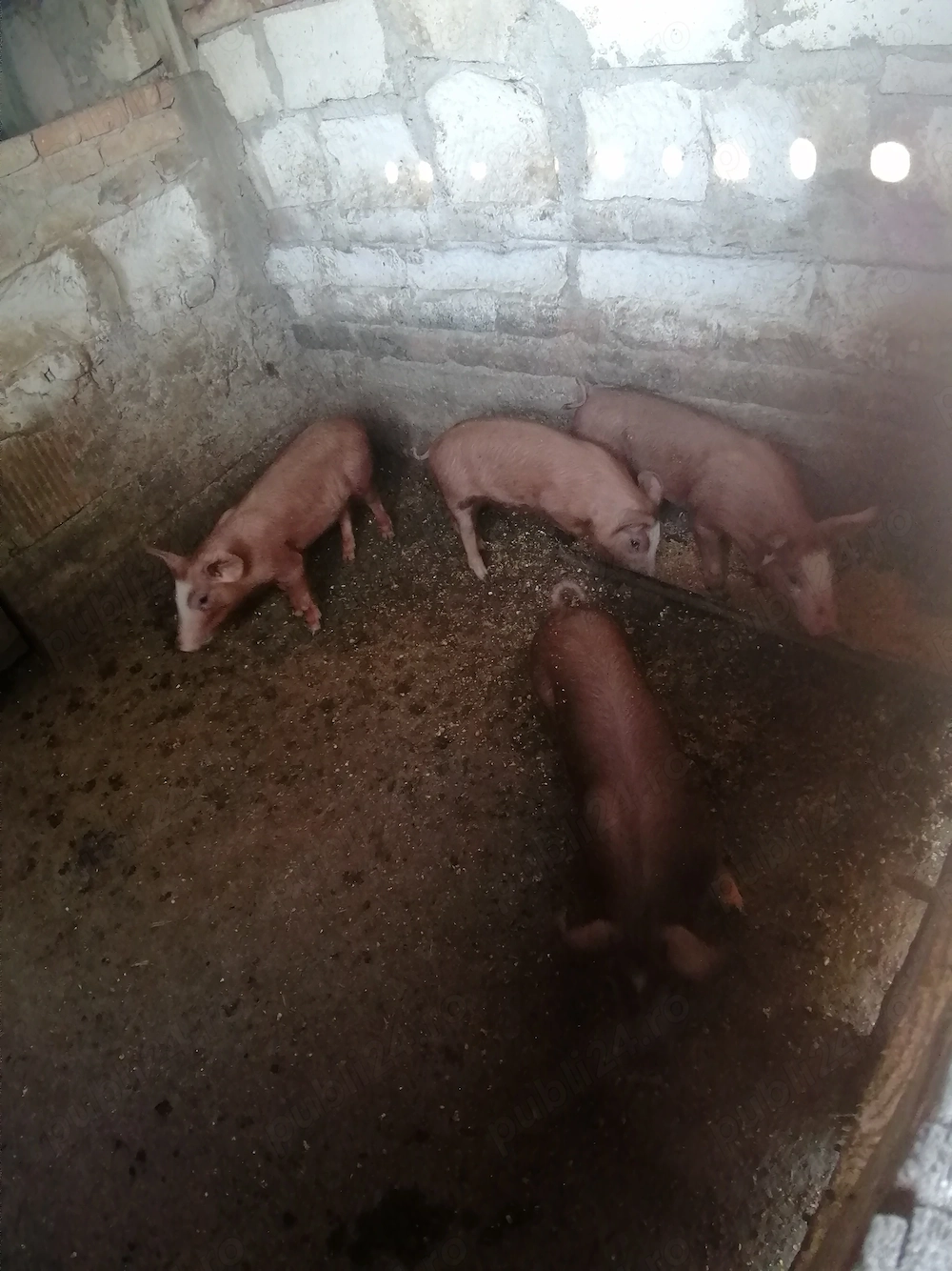 Au mai ramas 4 purcei 