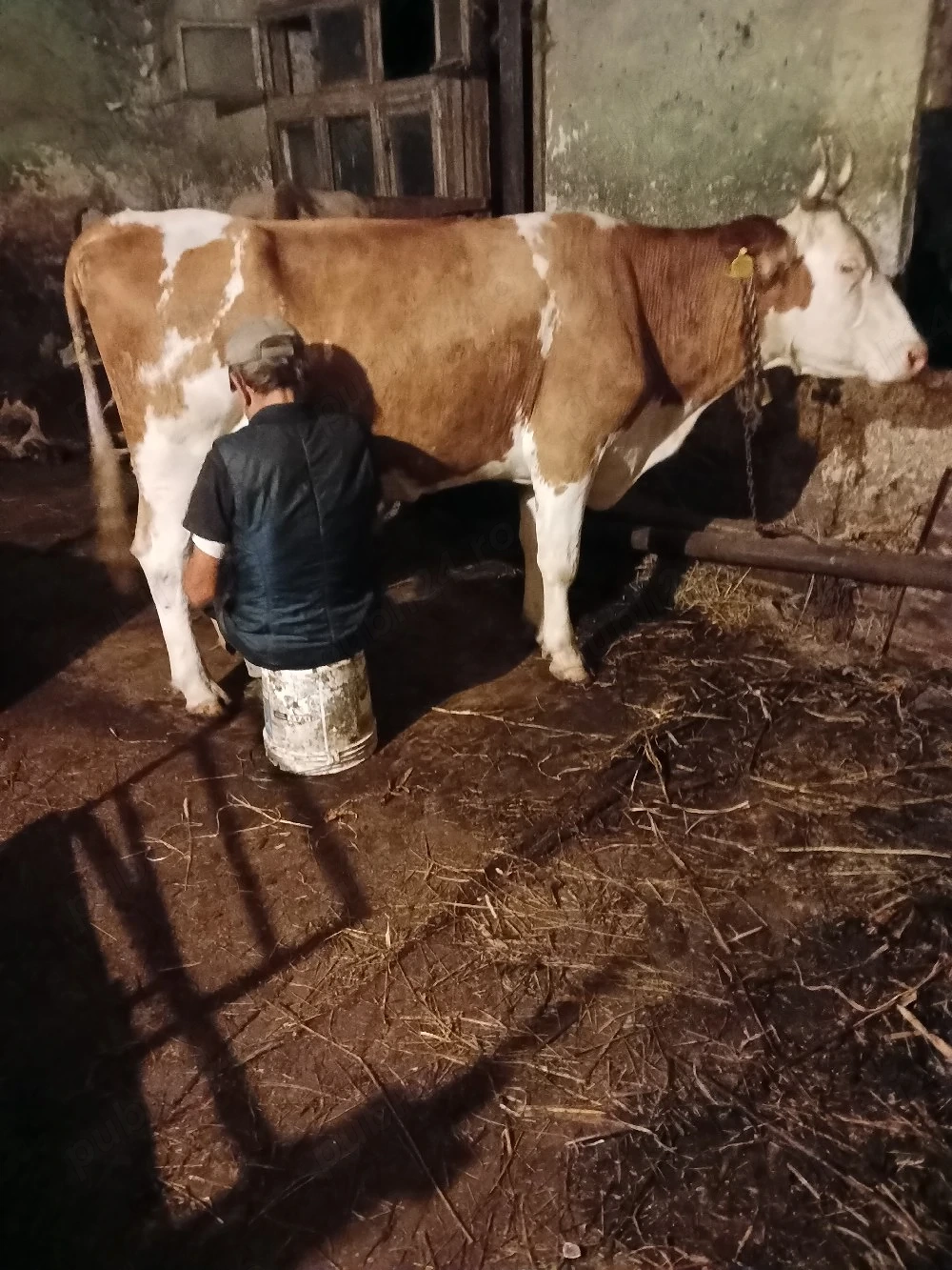 vaca baltata