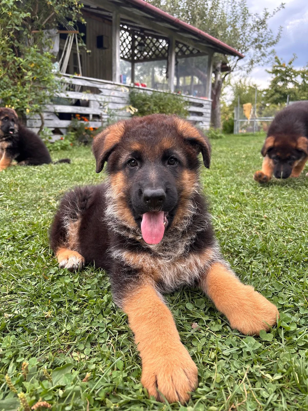 Pui Ciobănesc German cu pedigree exceptional   Canisa Aus Dem Schessburg