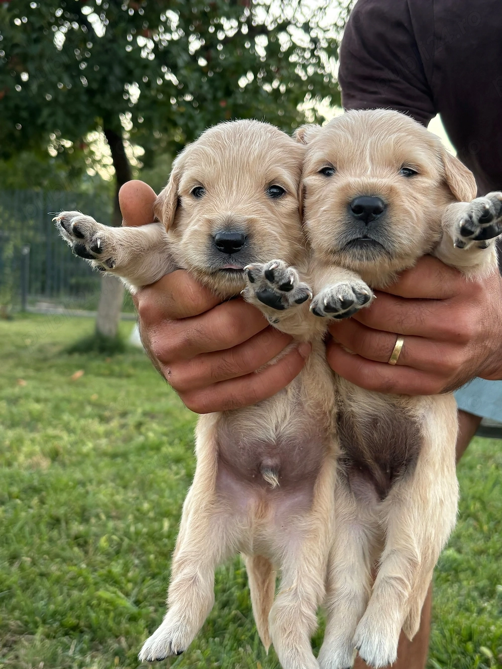 Pui Golden Retriever   5 săptămâni   rezervări   2.000 lei
