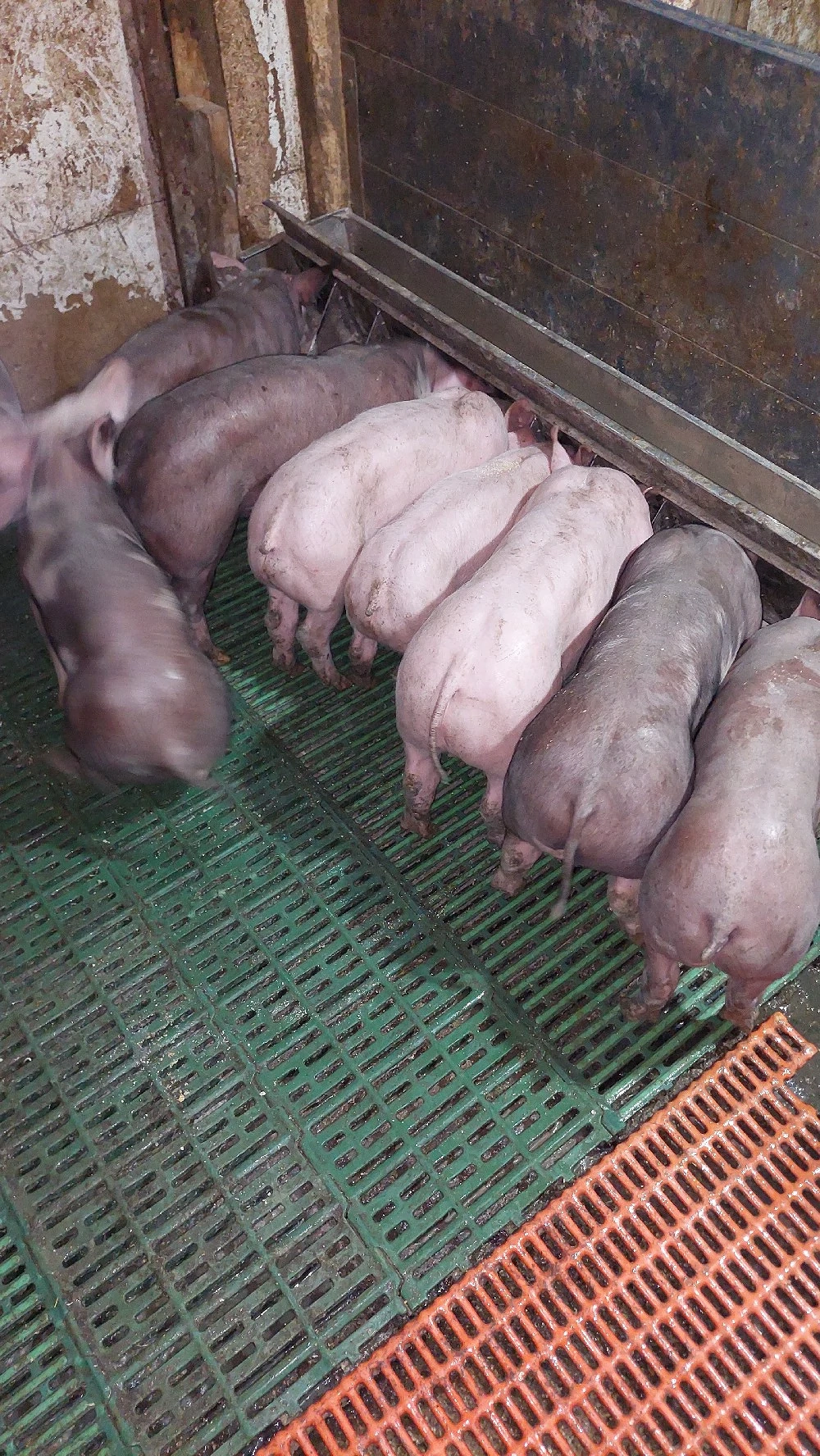 disponibili purcei 