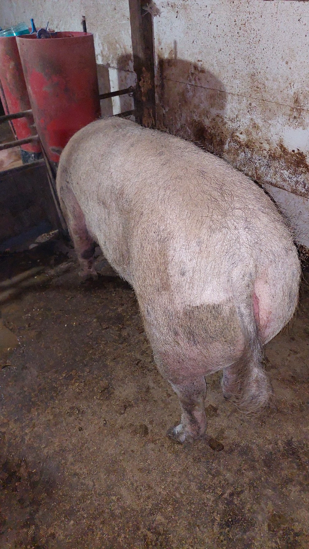 Disponibilă scroafă 