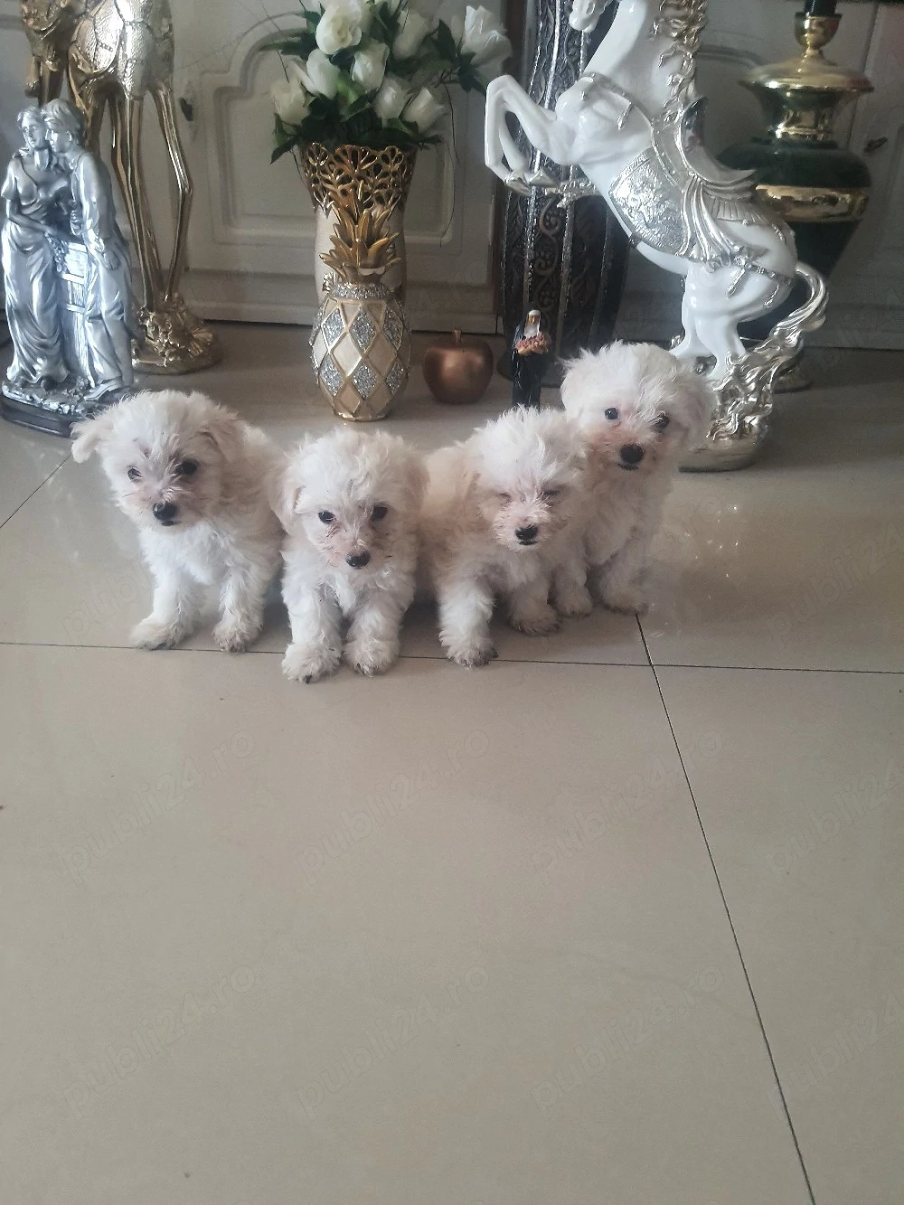Bichon Maltez